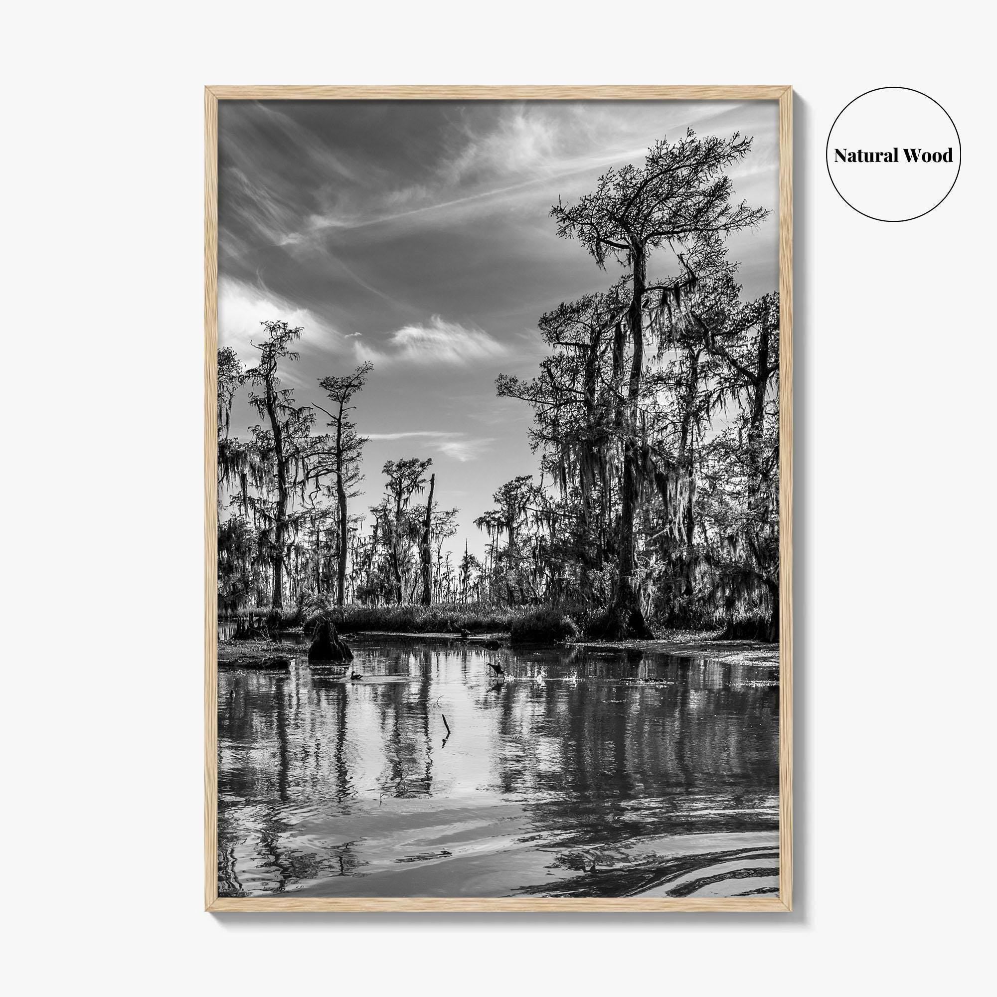 Louisiana Black and White Fine Art Photo Print, New Orleans Swamp, Bayou Poster