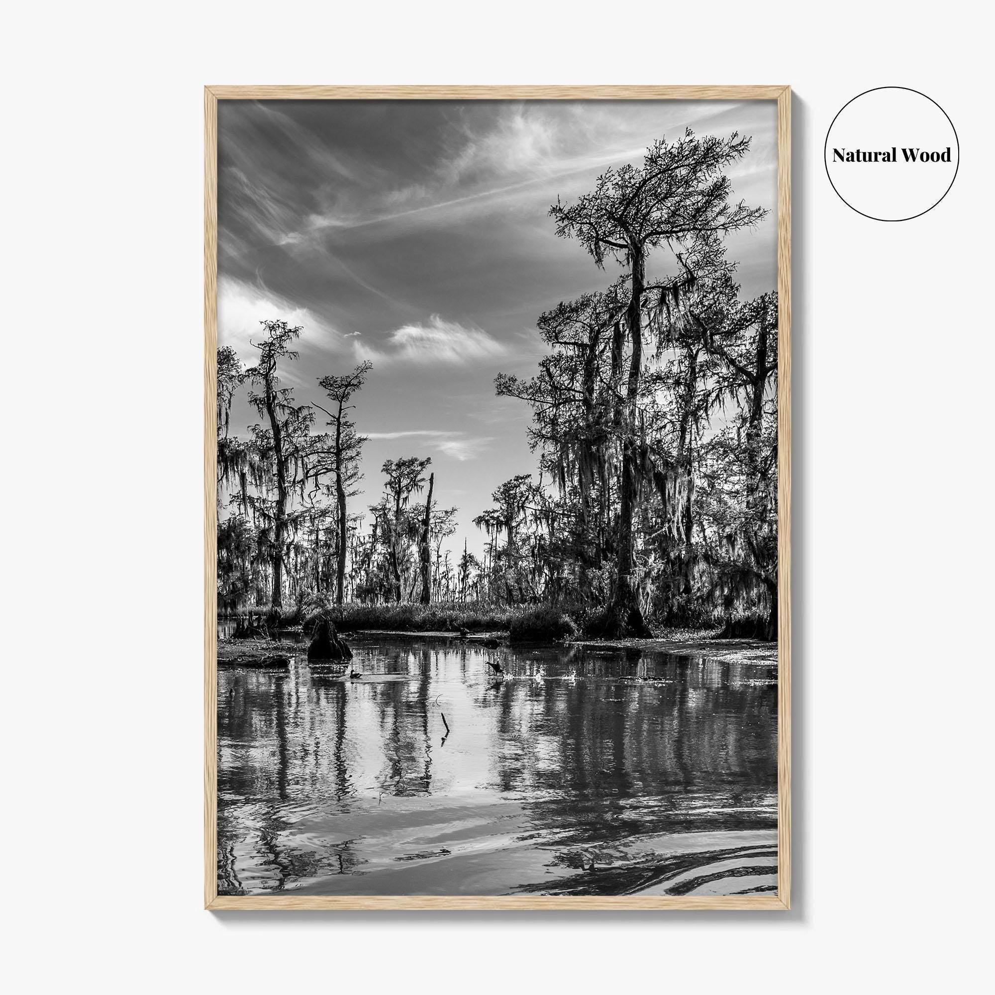 Louisiana Black and White Fine Art Photo Print, New Orleans Swamp, Bayou Poster