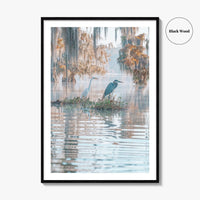 Louisiana Fine Art Photo Print, Atchafalaya Basin, Lafayette, Caddo Lake, Swamp Wall Poster