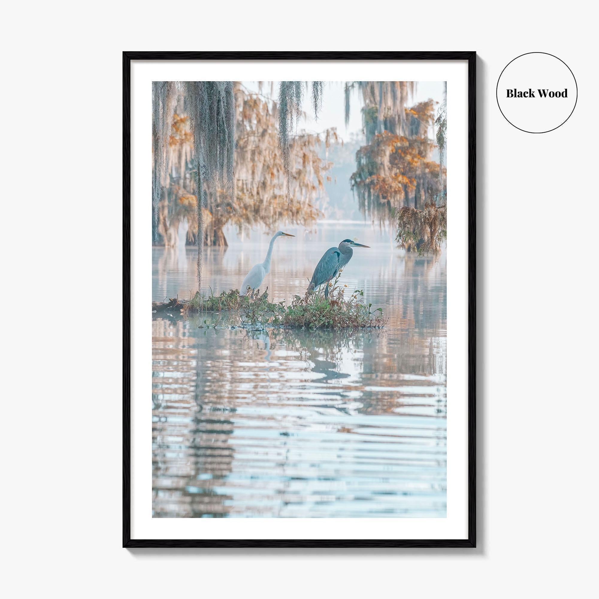 Louisiana Fine Art Photo Print, Atchafalaya Basin, Lafayette, Caddo Lake, Swamp Wall Poster