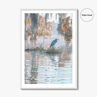 Louisiana Fine Art Photo Print, Atchafalaya Basin, Lafayette, Caddo Lake, Swamp Wall Poster