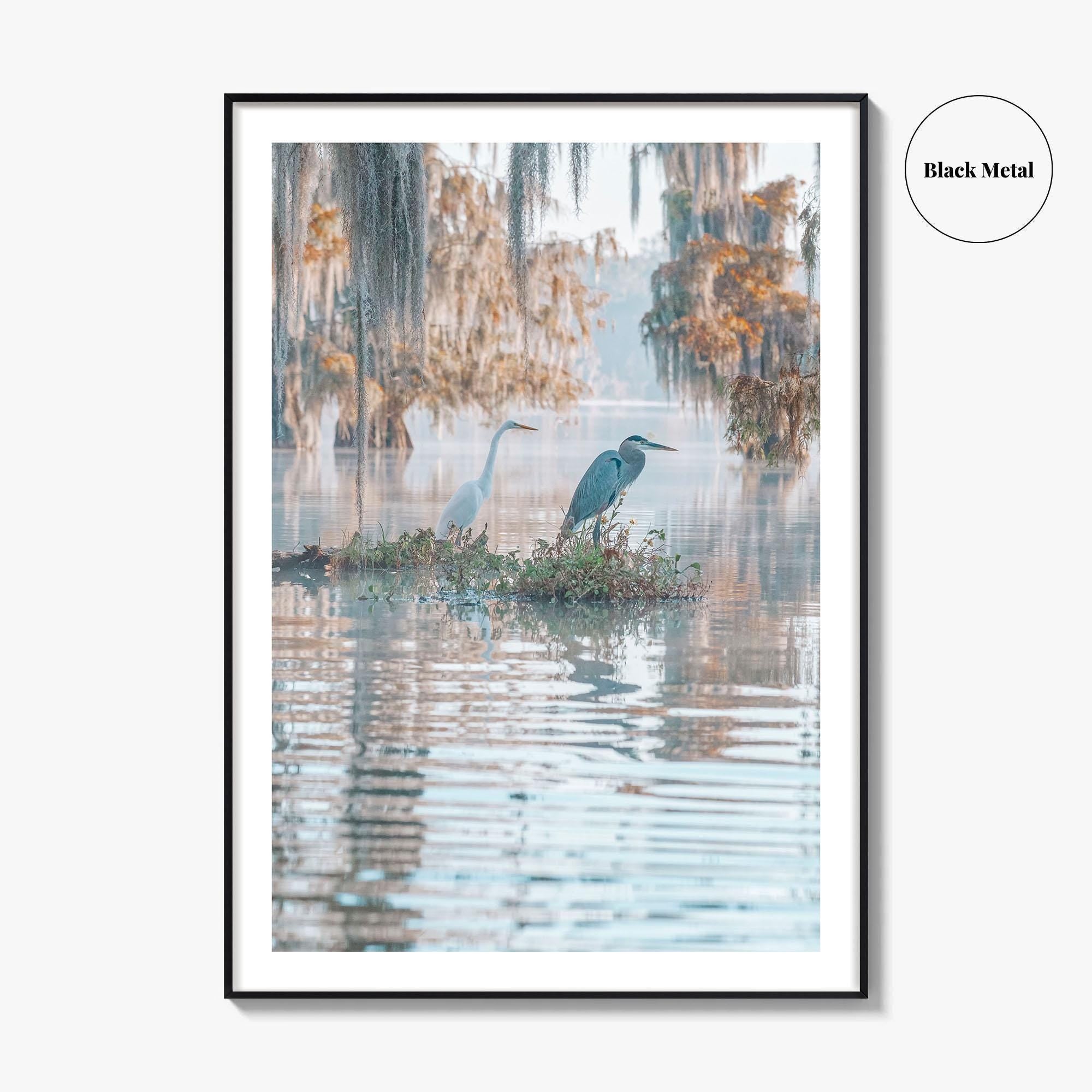 Louisiana Fine Art Photo Print, Atchafalaya Basin, Lafayette, Caddo Lake, Swamp Wall Poster