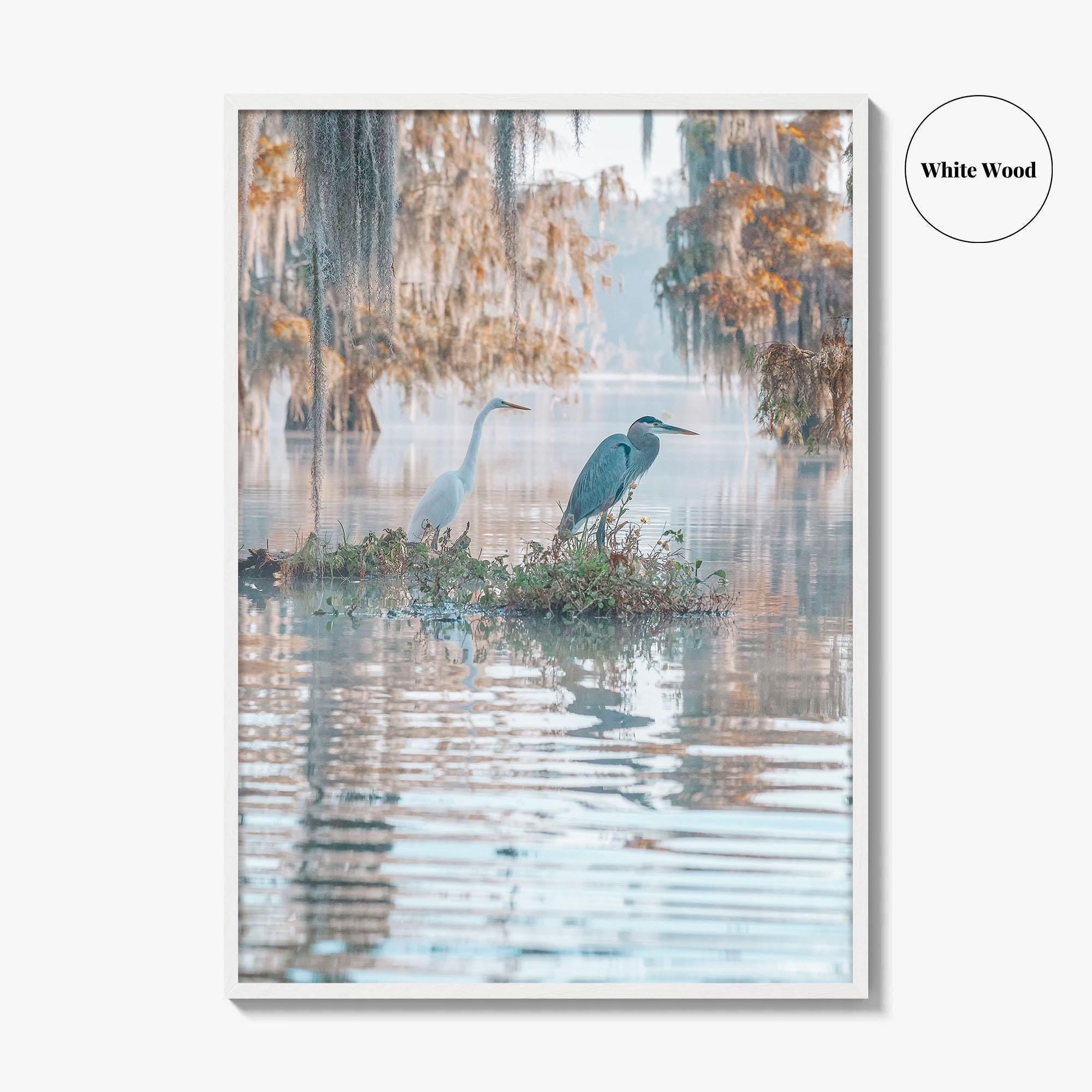 Louisiana Fine Art Photo Print, Atchafalaya Basin, Lafayette, Caddo Lake, Swamp Wall Poster