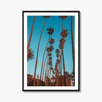 Pacific Palisades Fine Art Photo Print, Los Angeles, California, USA, Palms Poster