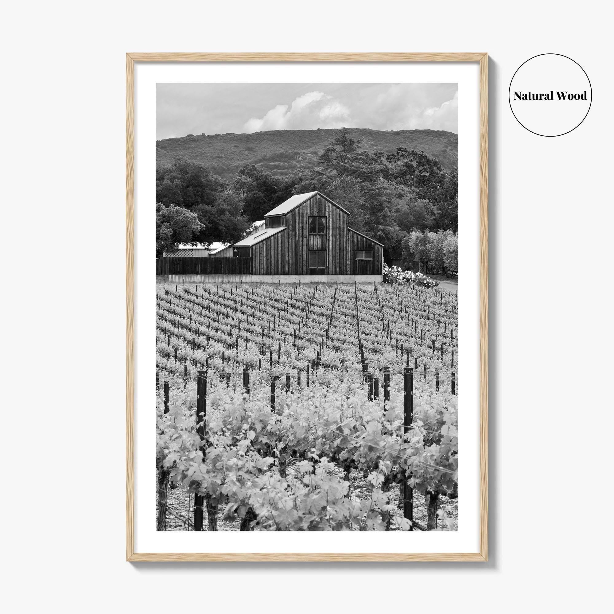 Napa Valley Black and White Fine Art Photo Print, Vineyards California Poster