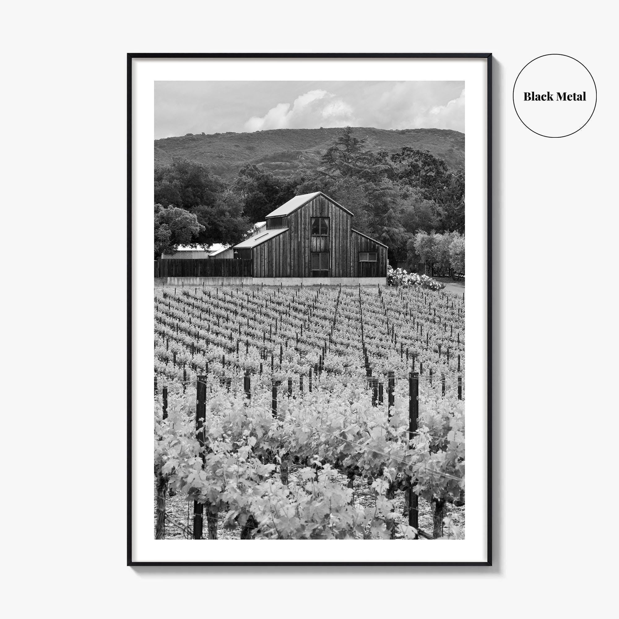 Napa Valley Black and White Fine Art Photo Print, Vineyards California Poster