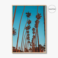 Pacific Palisades Fine Art Photo Print, Los Angeles, California, USA, Palms Poster