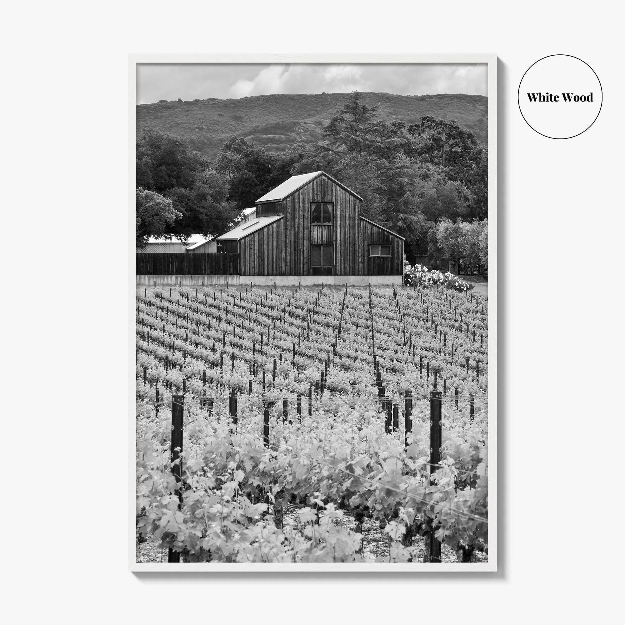 Napa Valley Black and White Fine Art Photo Print, Vineyards California Poster