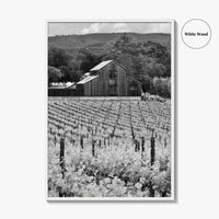 Napa Valley Black and White Fine Art Photo Print, Vineyards California Poster