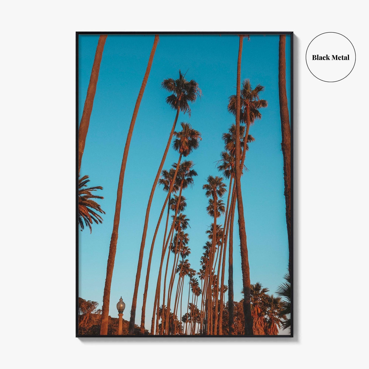 Pacific Palisades Fine Art Photo Print, Los Angeles, California, USA, Palms Poster