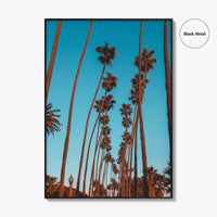 Pacific Palisades Fine Art Photo Print, Los Angeles, California, USA, Palms Poster