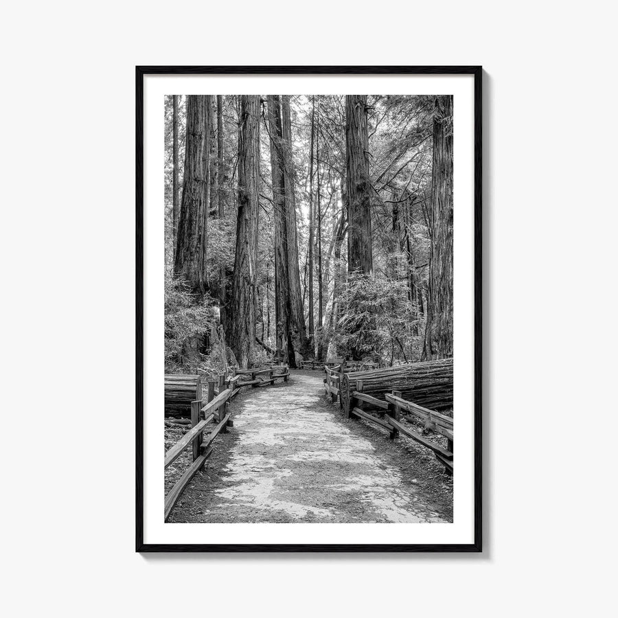 Muir Woods Black and White Fine Art Photo Print, Redwood Forest California Poster