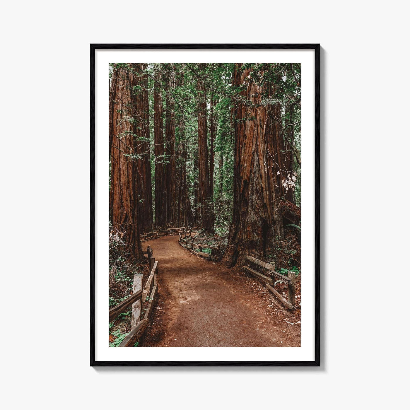 Muir Woods National Monument Fine Art Photo Print, Mill Valley, California, USA Poster