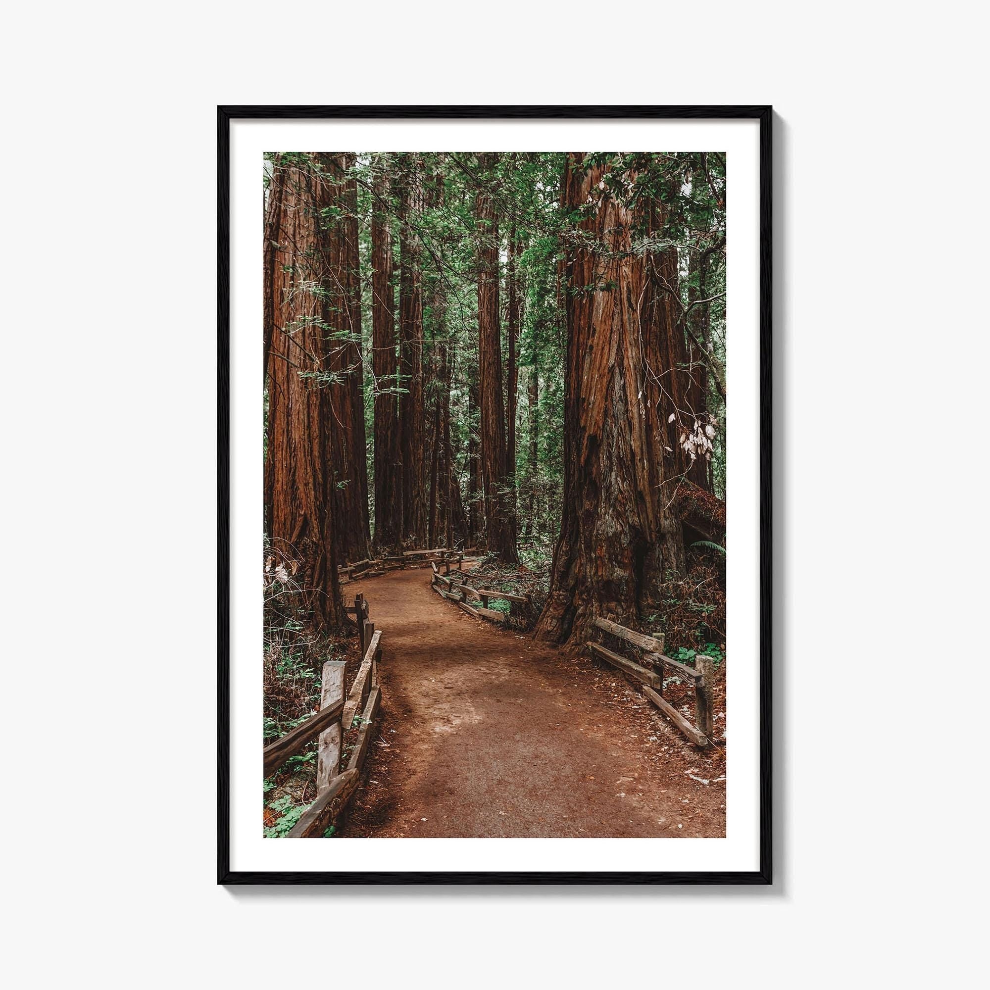 Muir Woods National Monument Fine Art Photo Print, Mill Valley, California, USA Poster