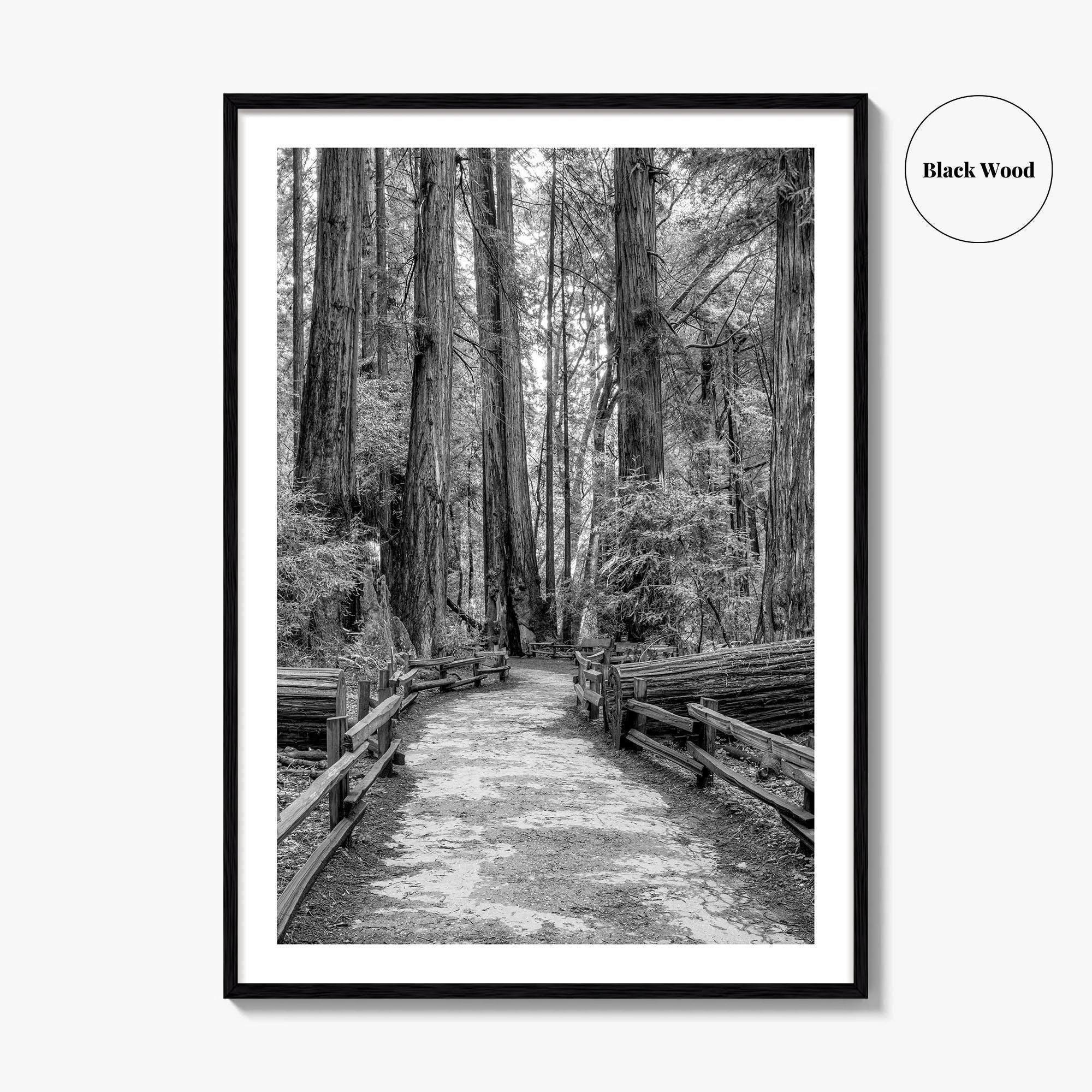 Muir Woods Black and White Fine Art Photo Print, Redwood Forest California Poster