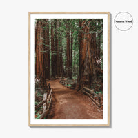 Muir Woods National Monument Fine Art Photo Print, Mill Valley, California, USA Poster
