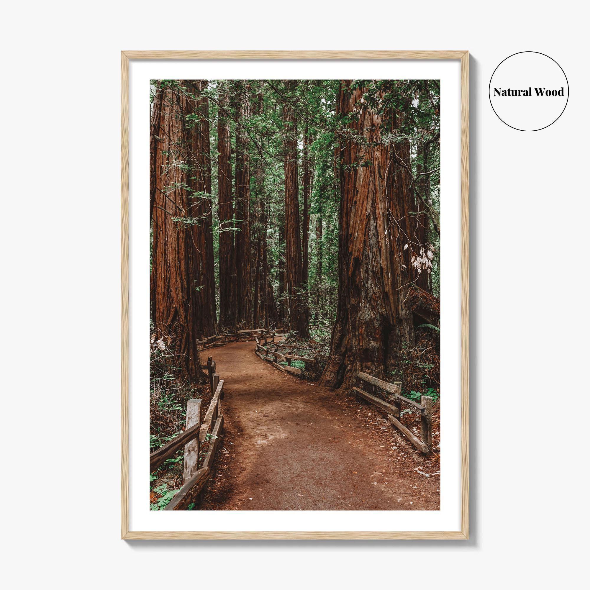 Muir Woods National Monument Fine Art Photo Print, Mill Valley, California, USA Poster