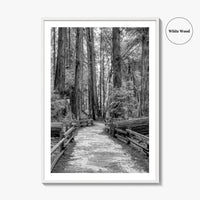 Muir Woods Black and White Fine Art Photo Print, Redwood Forest California Poster