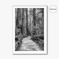 Muir Woods Black and White Fine Art Photo Print, Redwood Forest California Poster