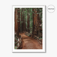 Muir Woods National Monument Fine Art Photo Print, Mill Valley, California, USA Poster