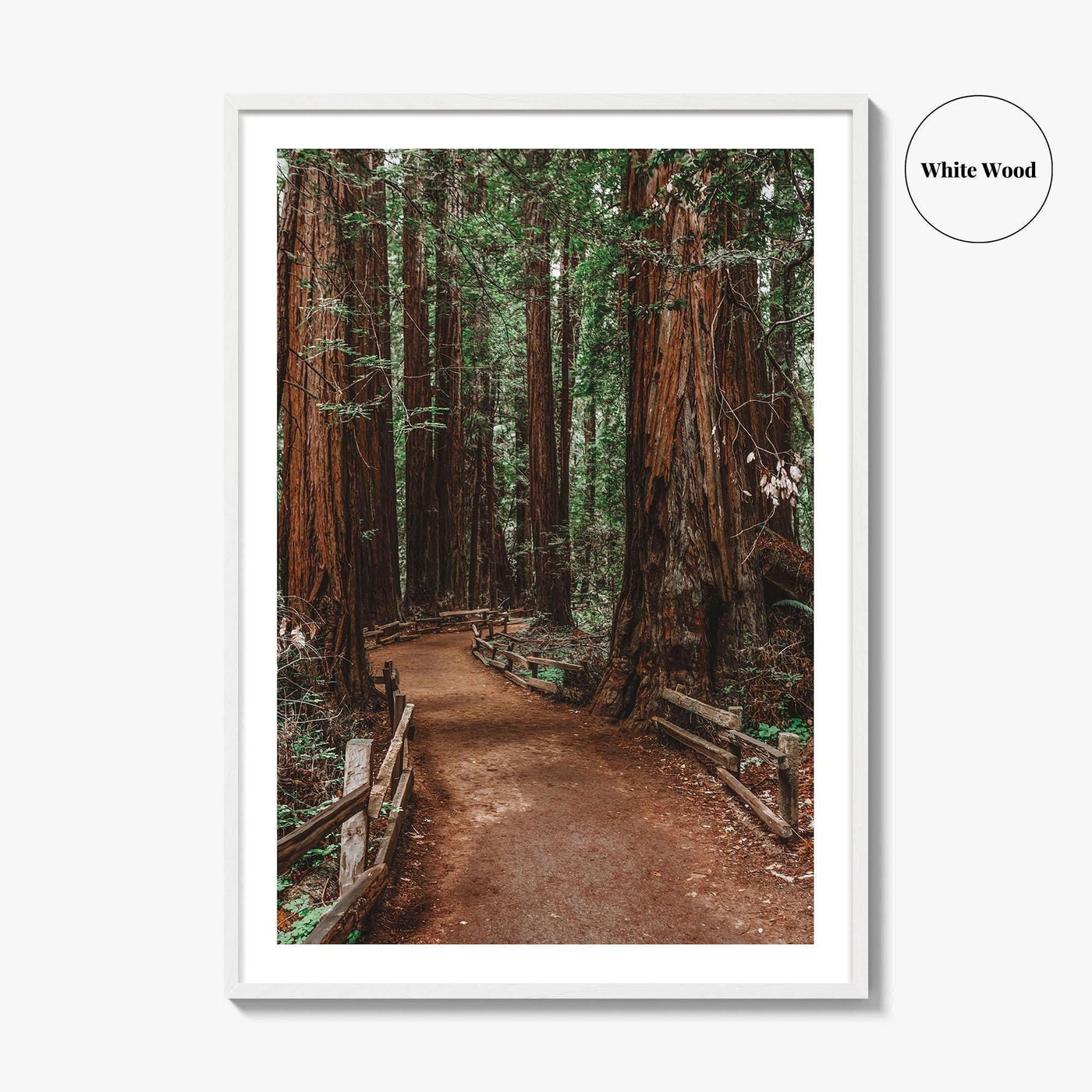 Muir Woods National Monument Fine Art Photo Print, Mill Valley, California, USA Poster