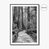 Muir Woods Black and White Fine Art Photo Print, Redwood Forest California Poster