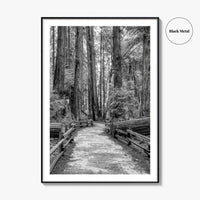 Muir Woods Black and White Fine Art Photo Print, Redwood Forest California Poster