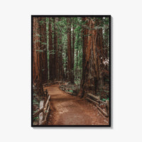 Muir Woods National Monument Fine Art Photo Print, Mill Valley, California, USA Poster
