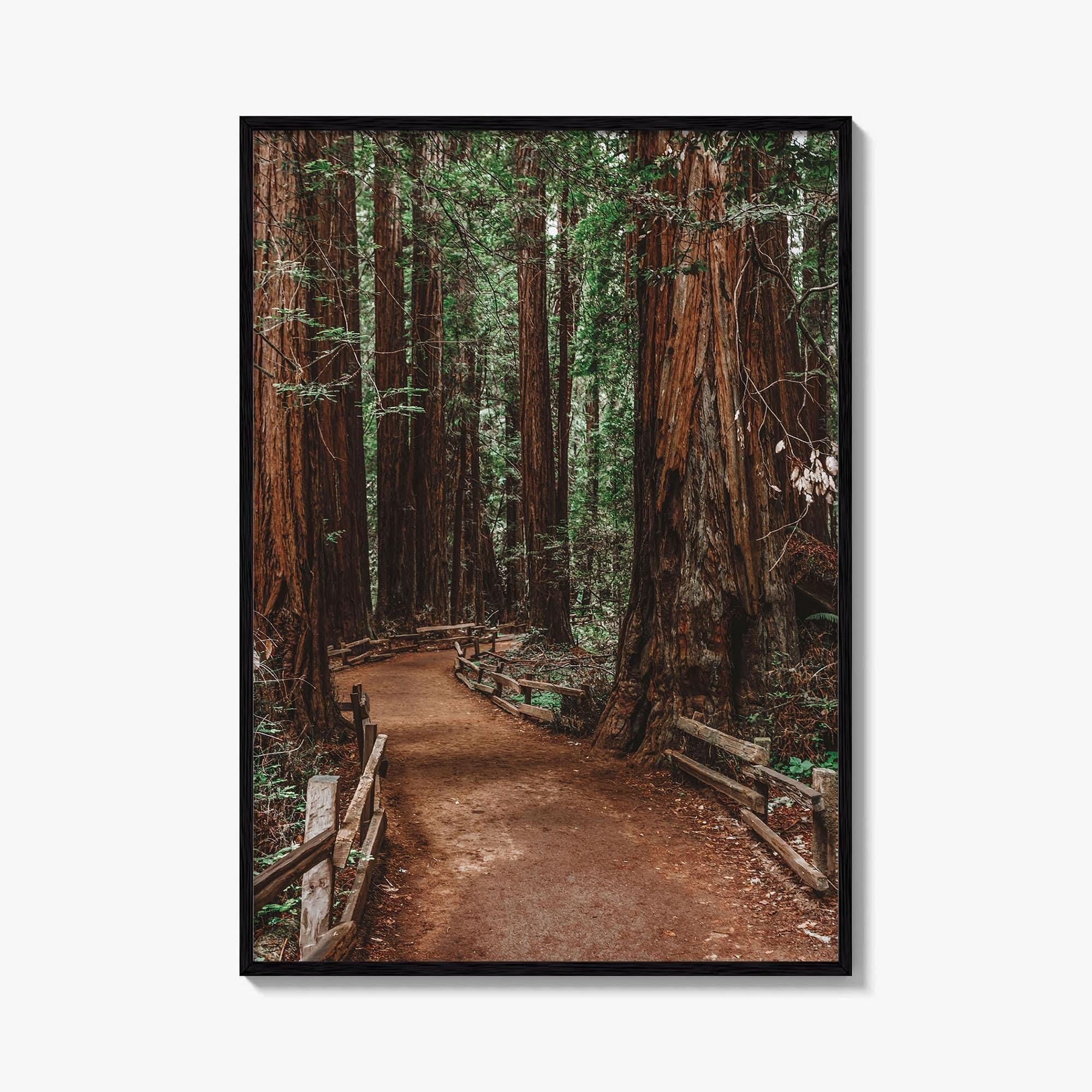 Muir Woods National Monument Fine Art Photo Print, Mill Valley, California, USA Poster