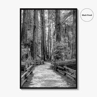 Muir Woods Black and White Fine Art Photo Print, Redwood Forest California Poster