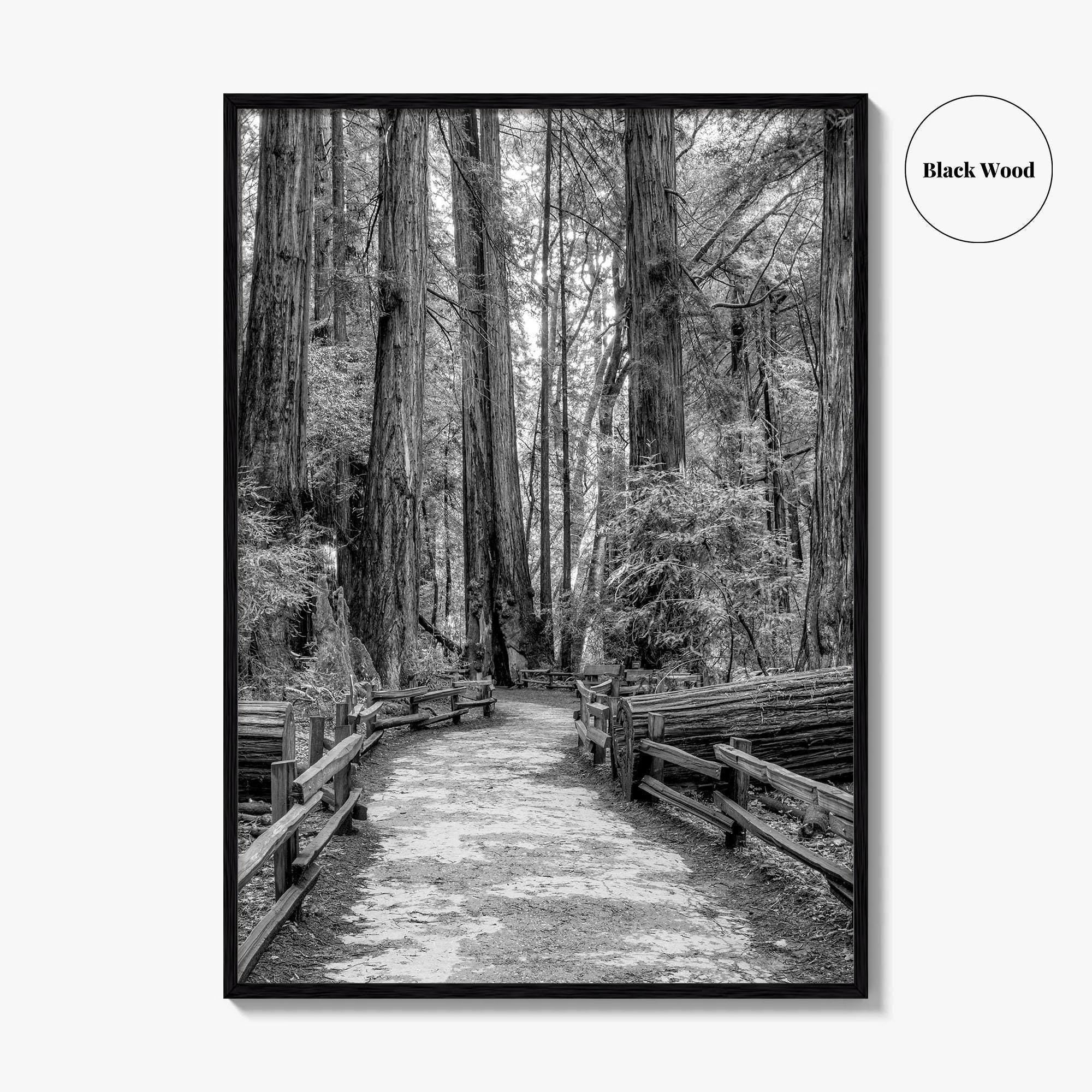 Muir Woods Black and White Fine Art Photo Print, Redwood Forest California Poster