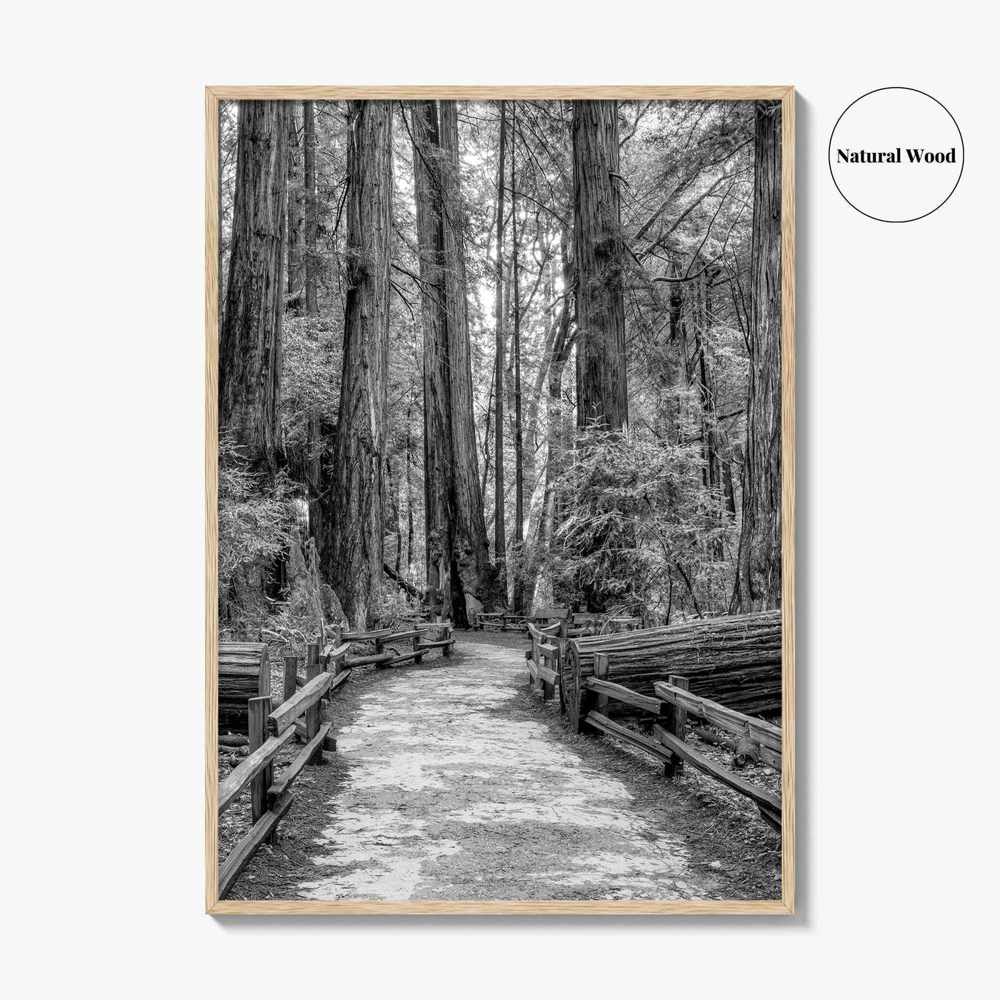 Muir Woods Black and White Fine Art Photo Print, Redwood Forest California Poster