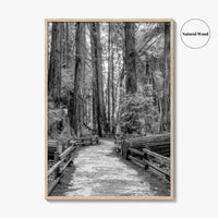 Muir Woods Black and White Fine Art Photo Print, Redwood Forest California Poster