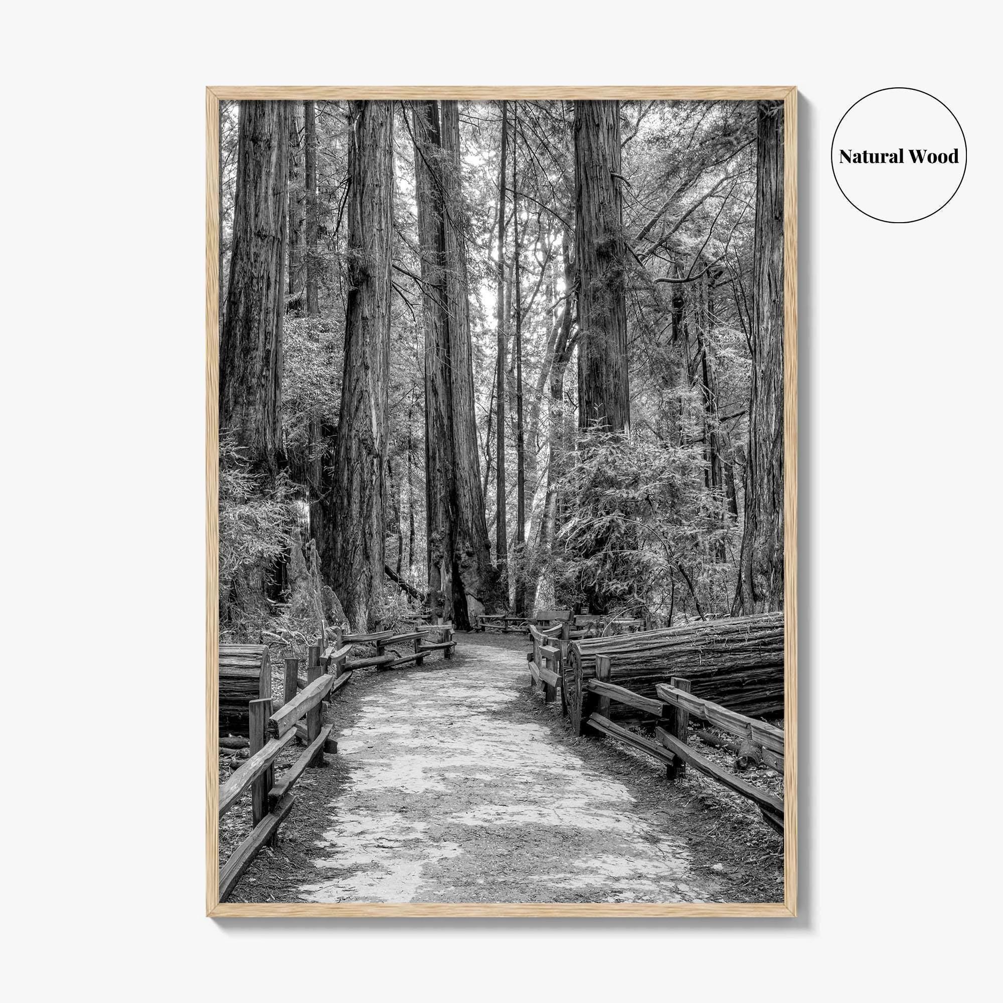 Muir Woods Black and White Fine Art Photo Print, Redwood Forest California Poster