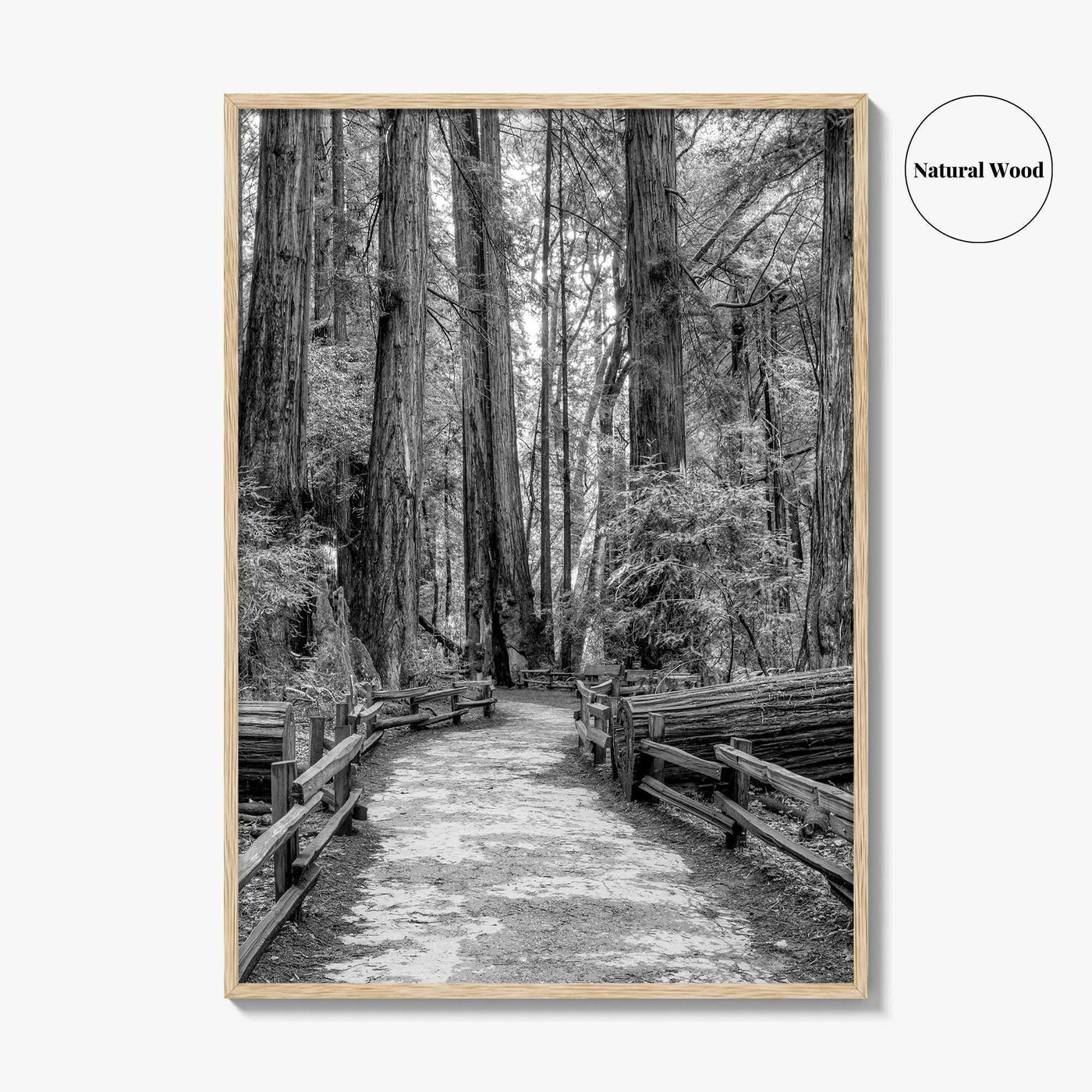 Muir Woods Black and White Fine Art Photo Print, Redwood Forest California Poster