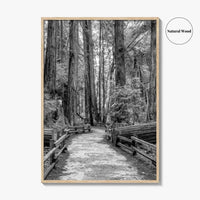 Muir Woods Black and White Fine Art Photo Print, Redwood Forest California Poster