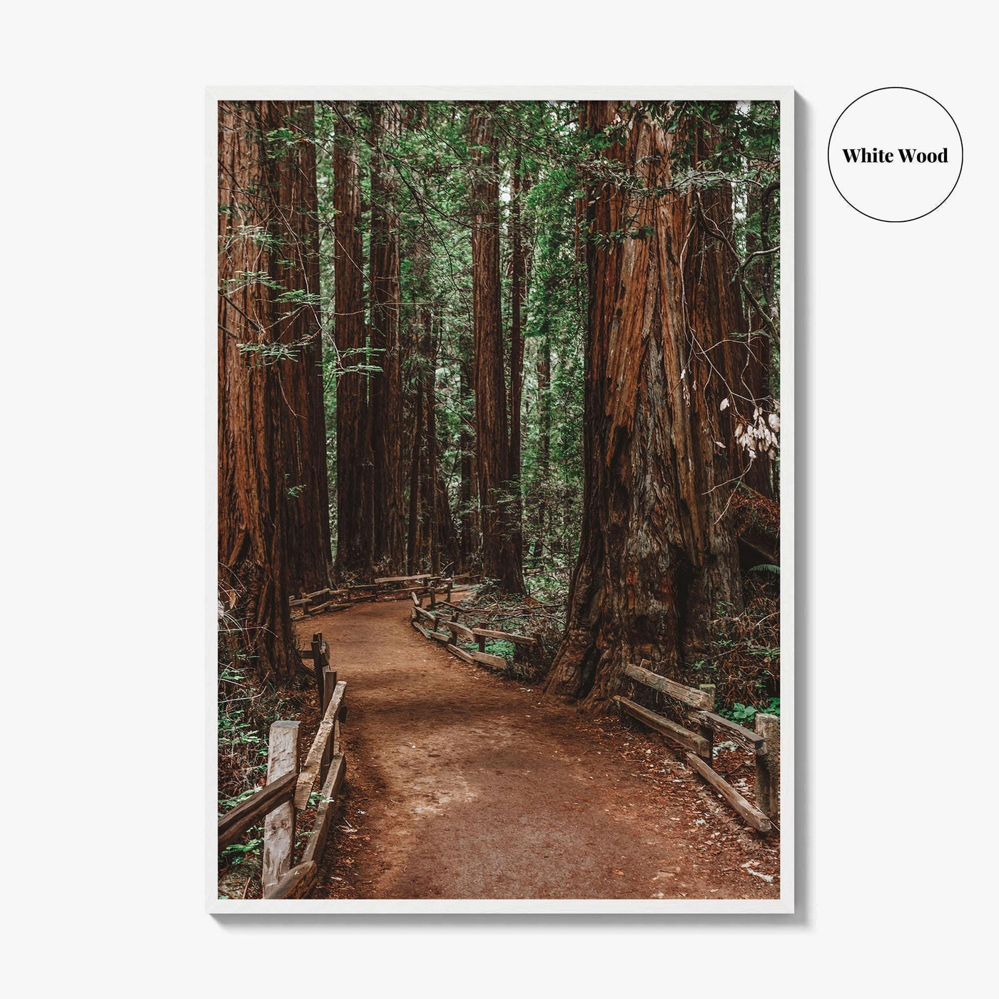 Muir Woods National Monument Fine Art Photo Print, Mill Valley, California, USA Poster