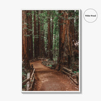 Muir Woods National Monument Fine Art Photo Print, Mill Valley, California, USA Poster
