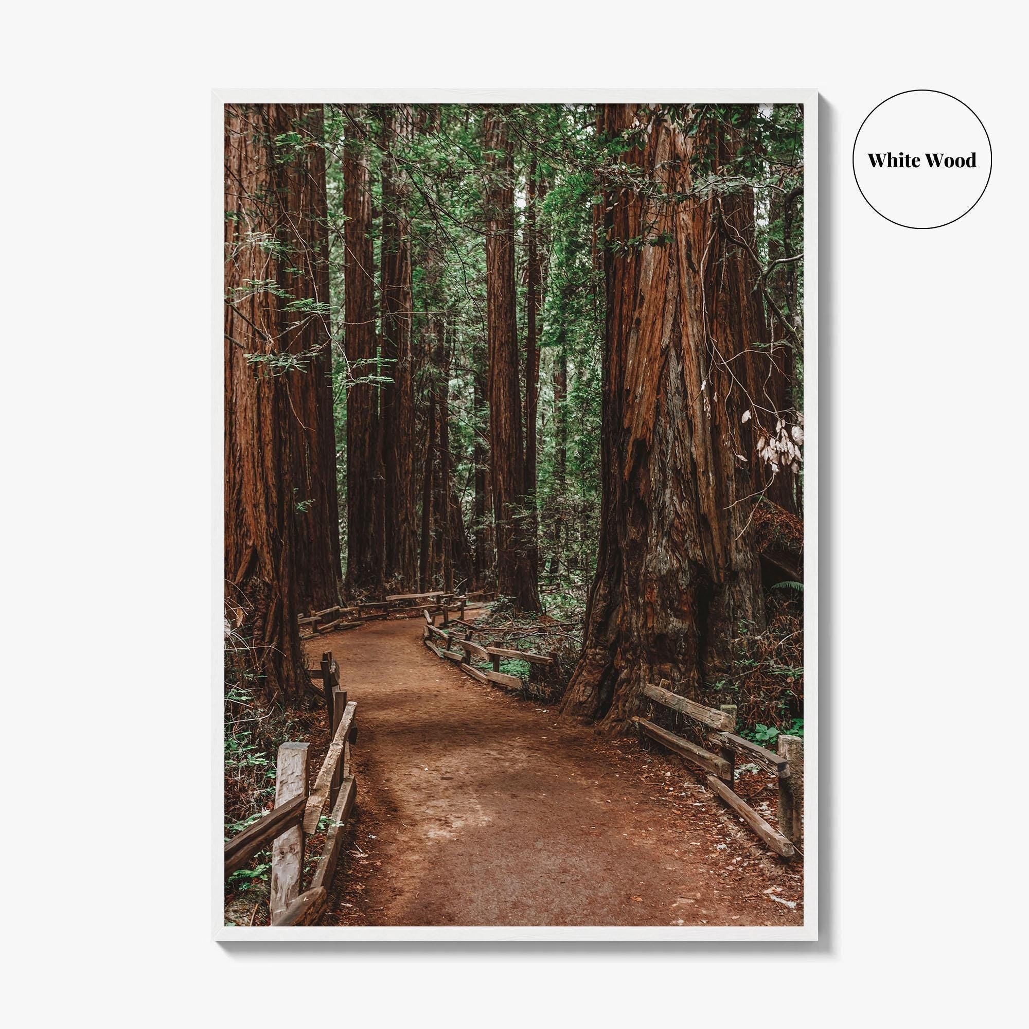 Muir Woods National Monument Fine Art Photo Print, Mill Valley, California, USA Poster