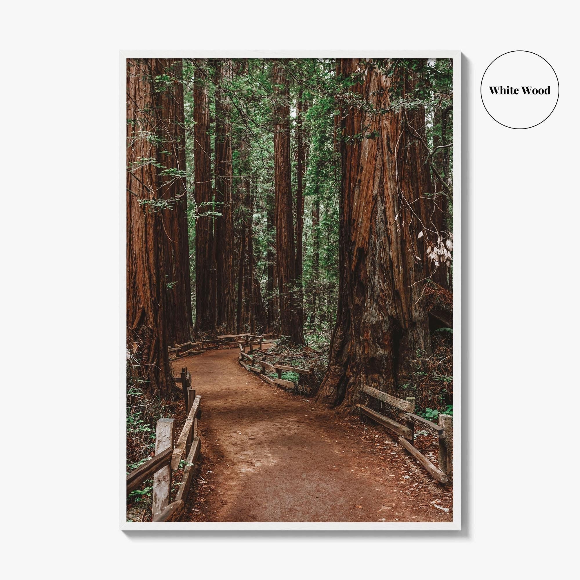 Muir Woods National Monument Fine Art Photo Print, Mill Valley, California, USA Poster