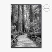 Muir Woods Black and White Fine Art Photo Print, Redwood Forest California Poster