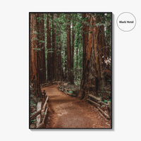 Muir Woods National Monument Fine Art Photo Print, Mill Valley, California, USA Poster