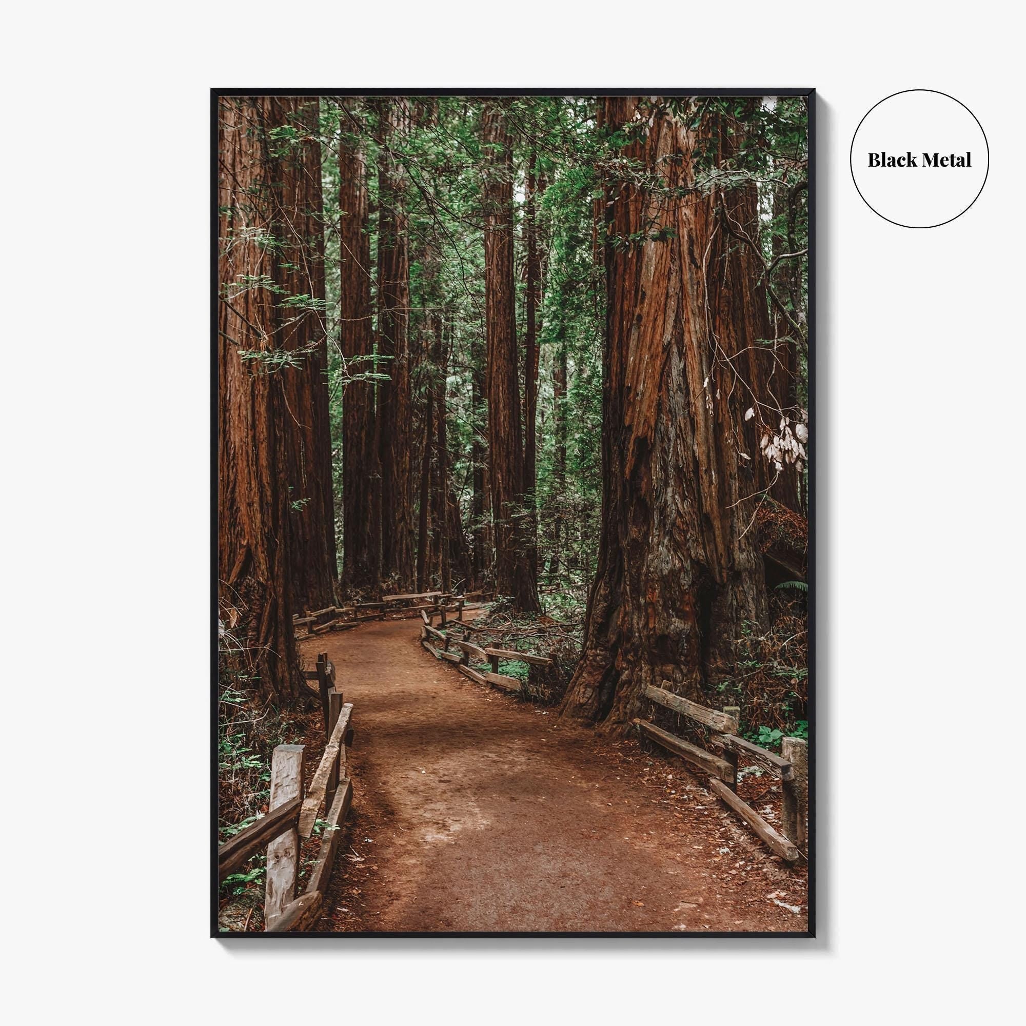 Muir Woods National Monument Fine Art Photo Print, Mill Valley, California, USA Poster