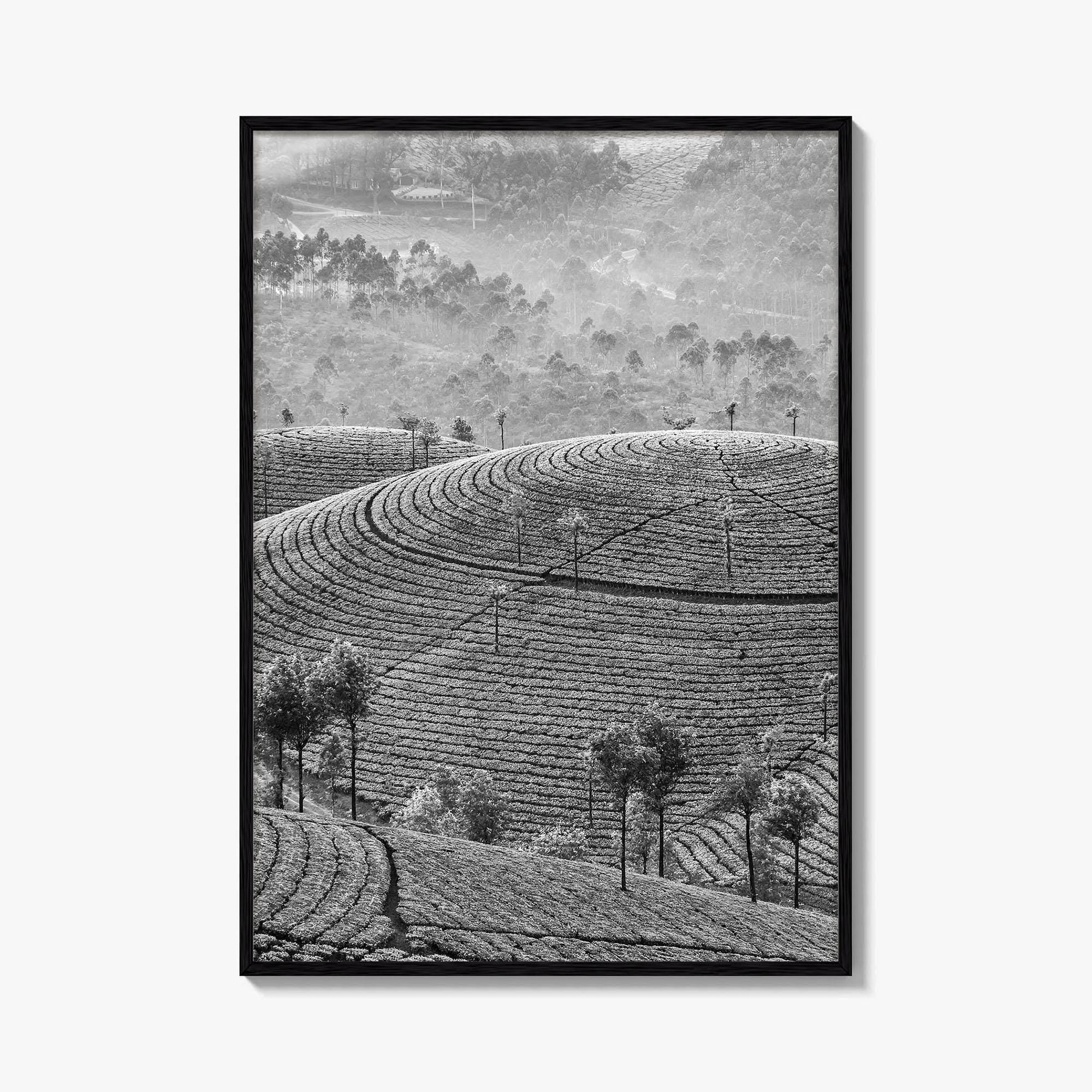 Munnar Black and White Fine Art Photo Print, Kerala India Tea Plantations Wall Poster