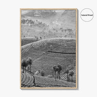 Munnar Black and White Fine Art Photo Print, Kerala India Tea Plantations Wall Poster