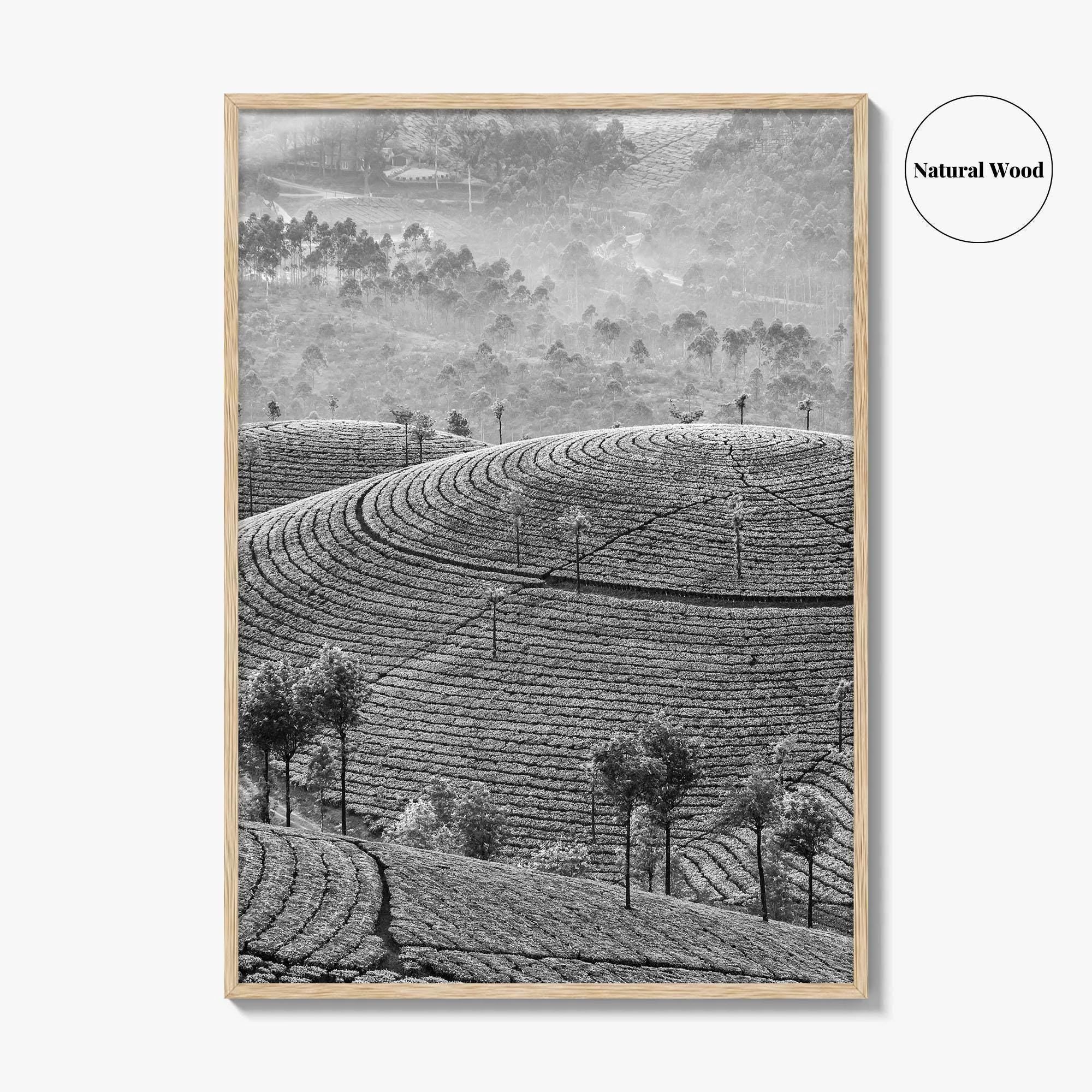 Munnar Black and White Fine Art Photo Print, Kerala India Tea Plantations Wall Poster