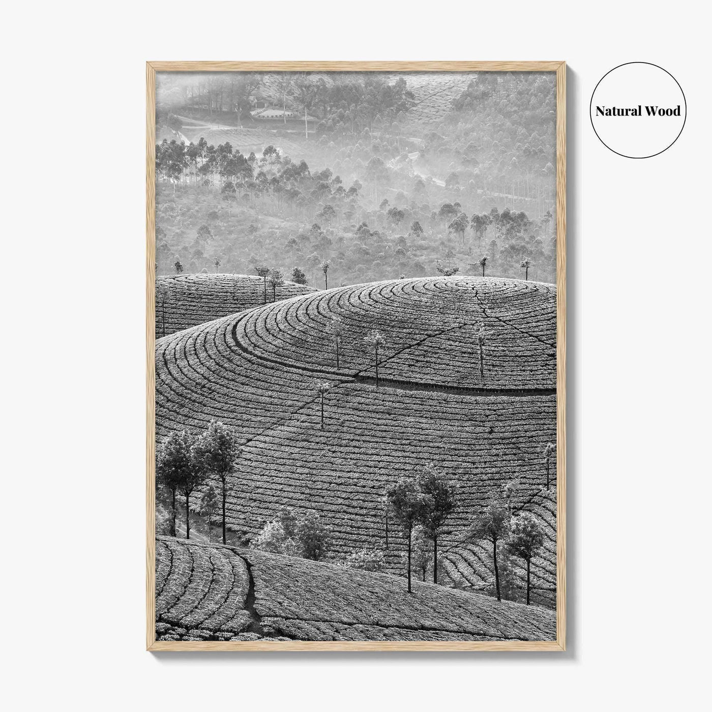Munnar Black and White Fine Art Photo Print, Kerala India Tea Plantations Wall Poster