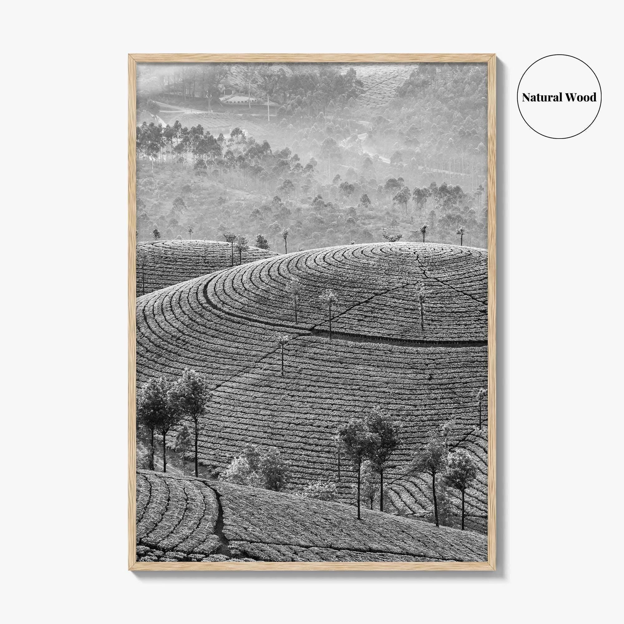 Munnar Black and White Fine Art Photo Print, Kerala India Tea Plantations Wall Poster