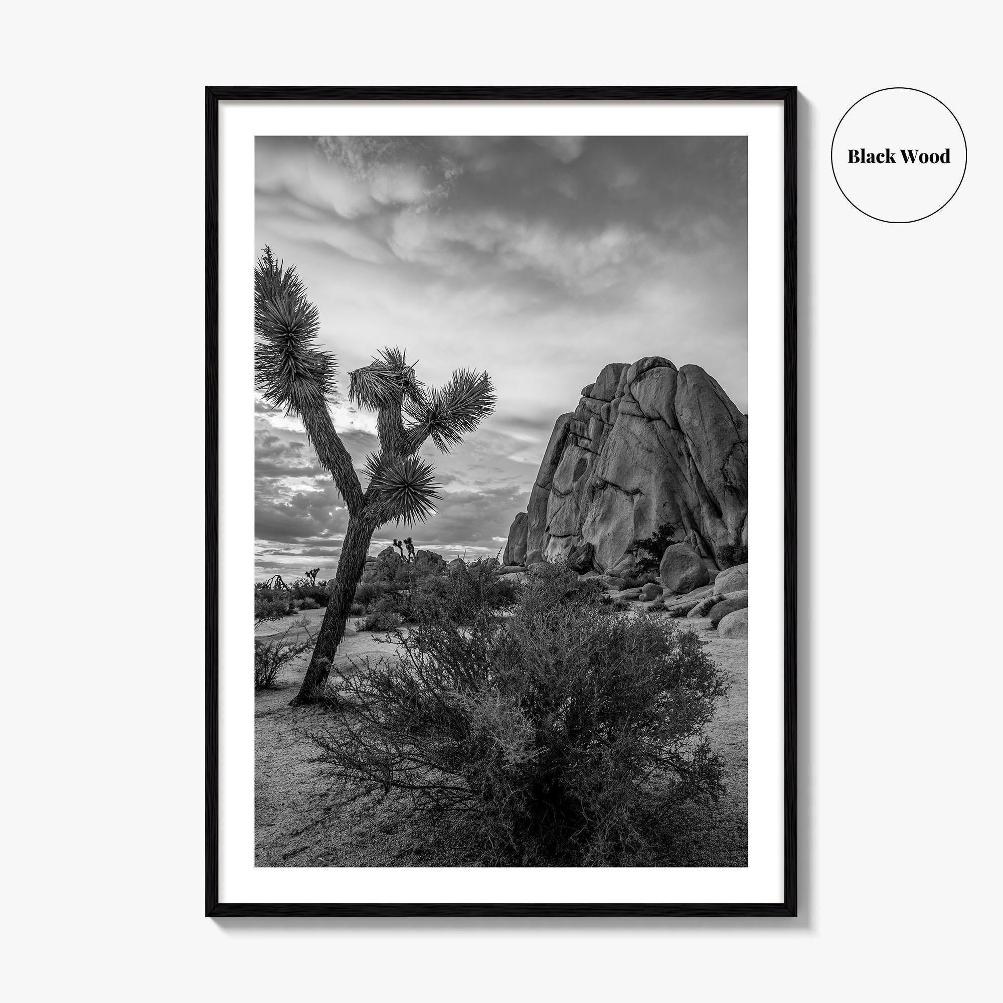 Joshua Tree Black and White Fine Art Photo Print, California Desert Poster
