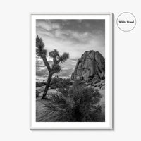 Joshua Tree Black and White Fine Art Photo Print, California Desert Poster